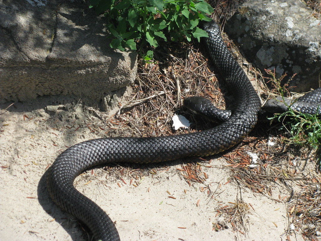 Tiger Snake