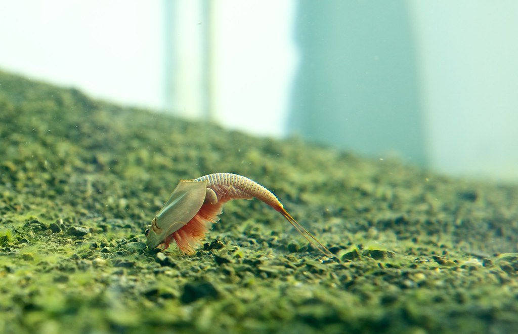 Triops