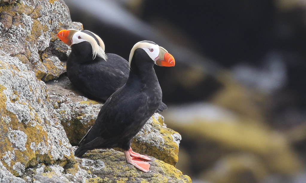Tufted Puffin