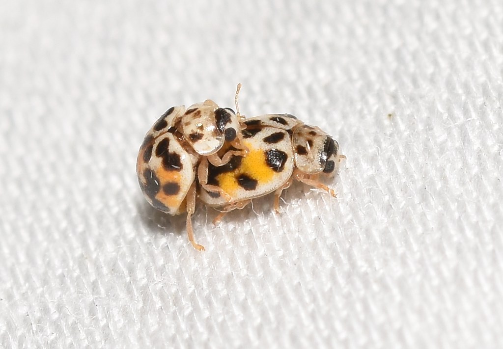 Twenty-spotted Lady Beetle