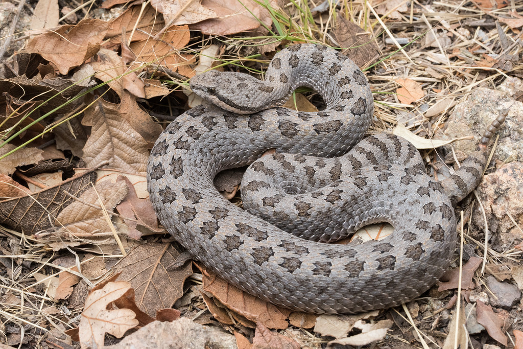 Twin-Spotted Rattlesnake - Most Venomous Snakes in the US