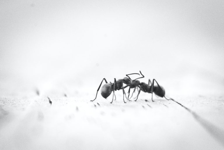 17 Different Types of Ants in California