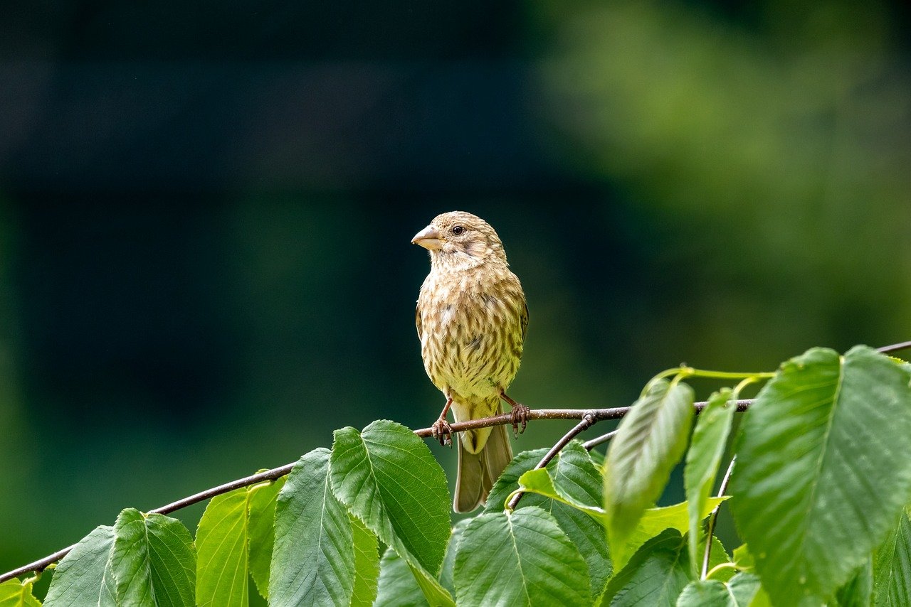 Types of Finches in Wisconsin