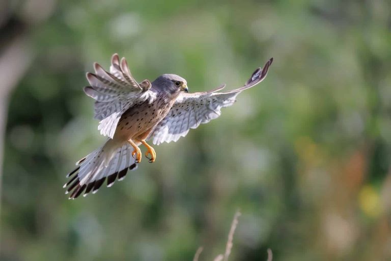 11 Types of Hawks in Colorado