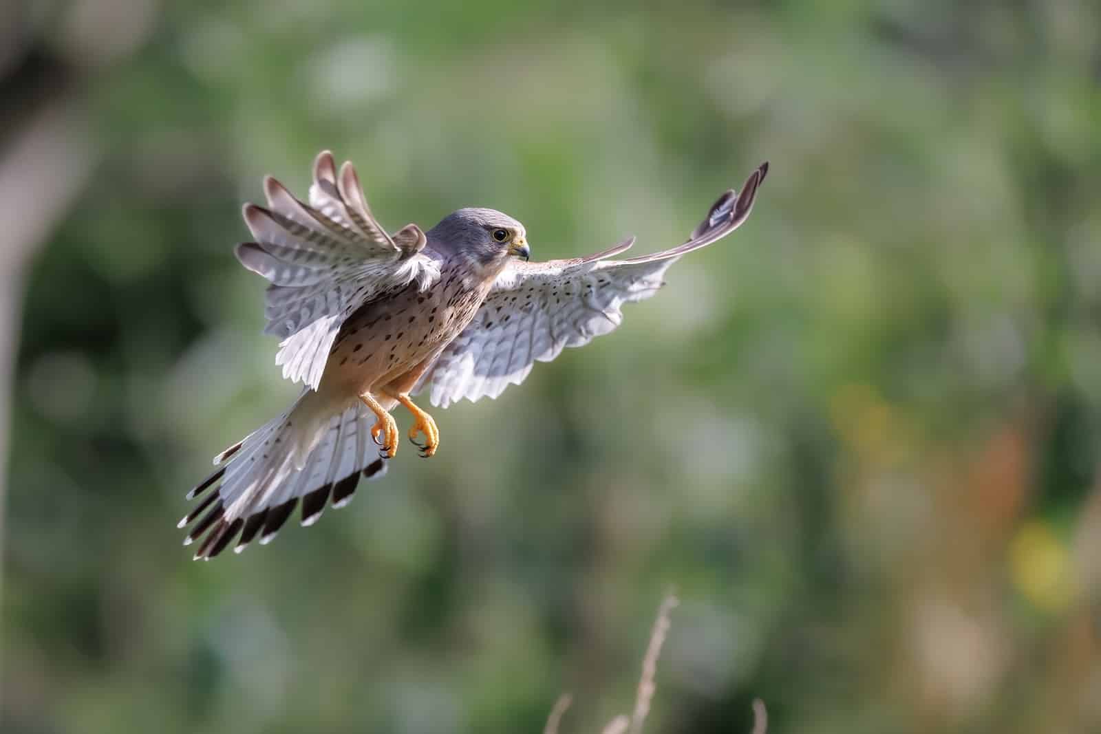 Types of Hawks in Colorado