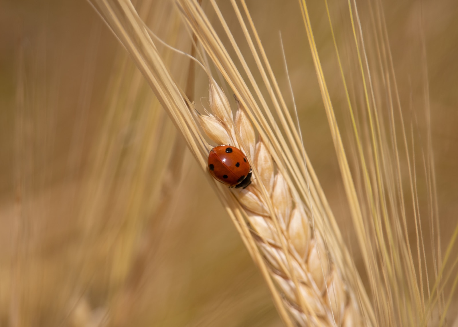 Types of Ladybugs in Colorado