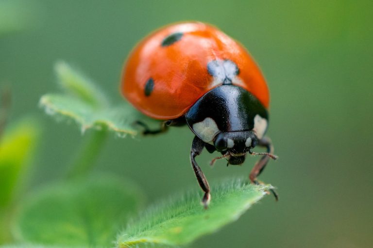 13 Types of Ladybugs in Michigan