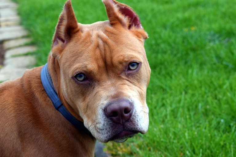 5 Popular Types of Pit Bull Dog Breeds