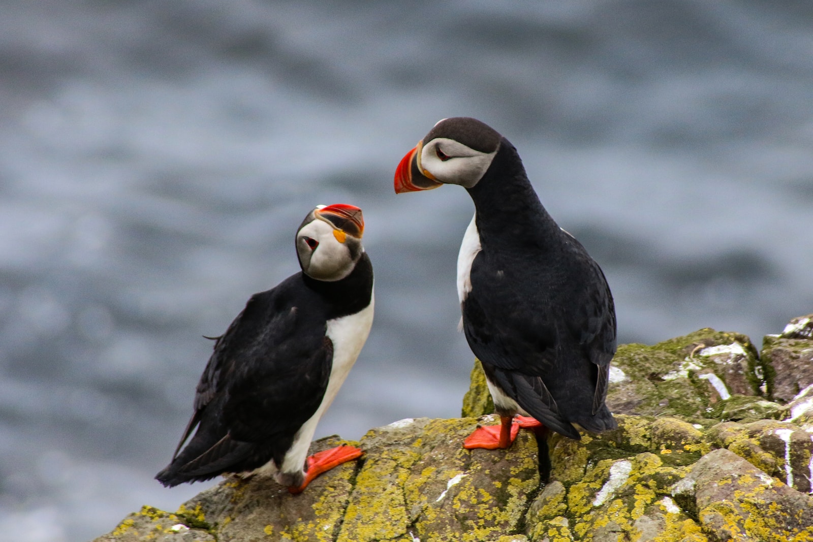 Types of Puffins