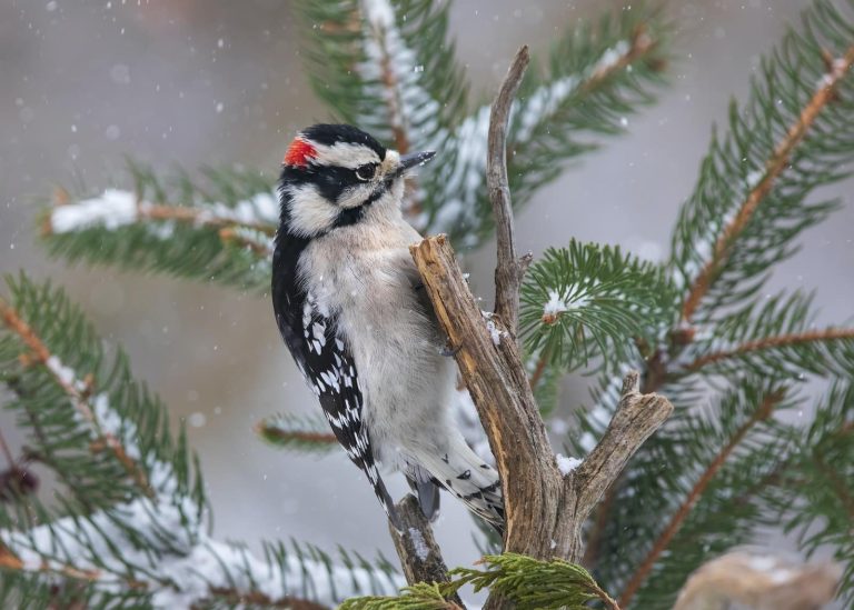 7 Types of Woodpeckers in Illinois