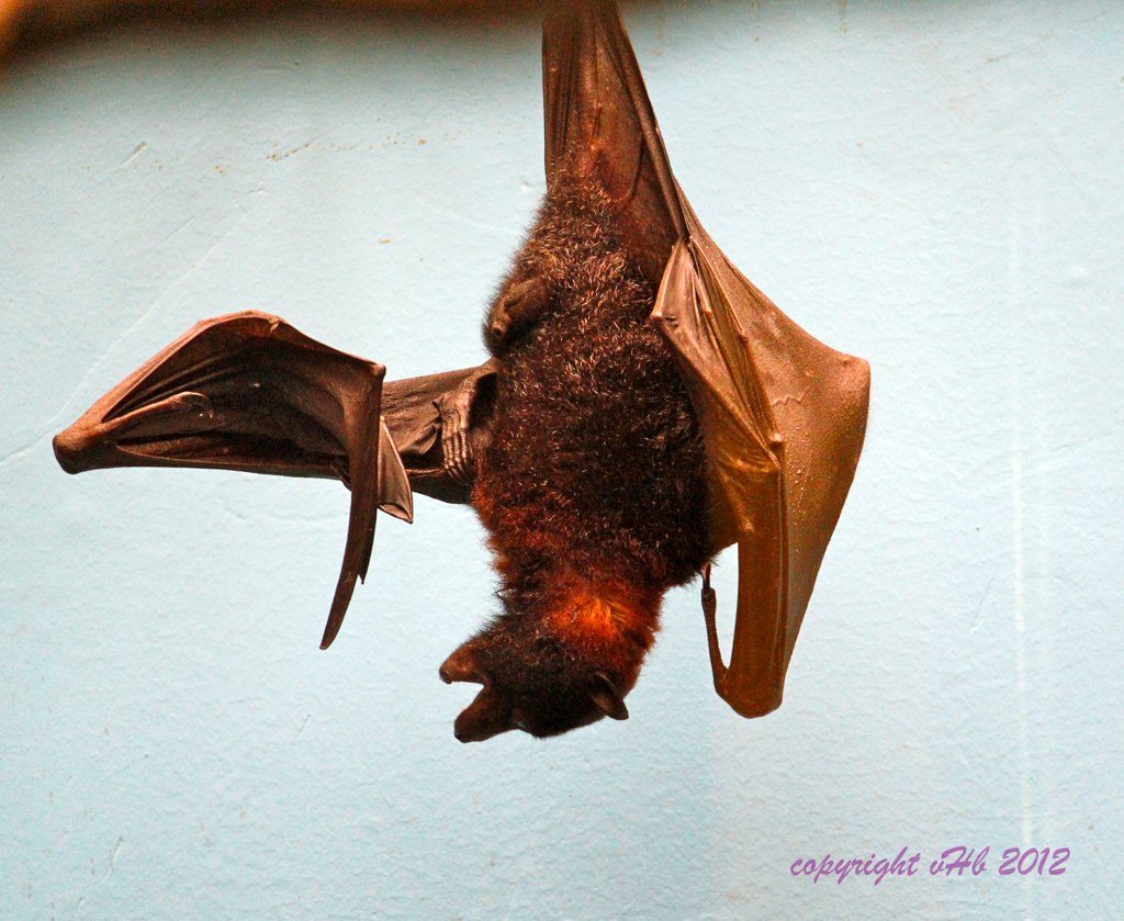 Vampire Bats