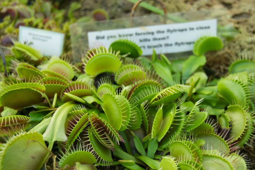 Venus Fly Trap