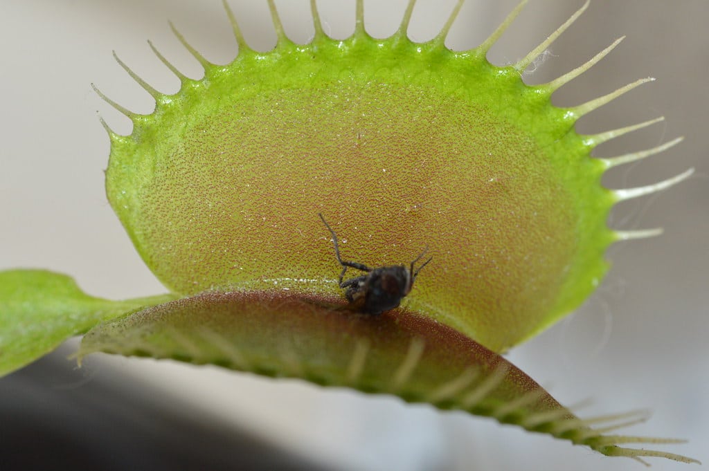 Venus Fly Trap
