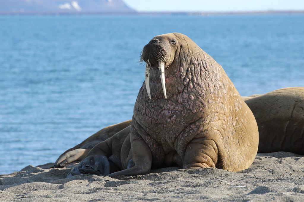 Walrus