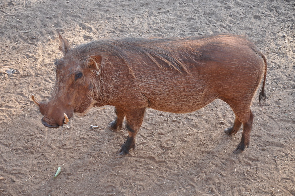 Warthog