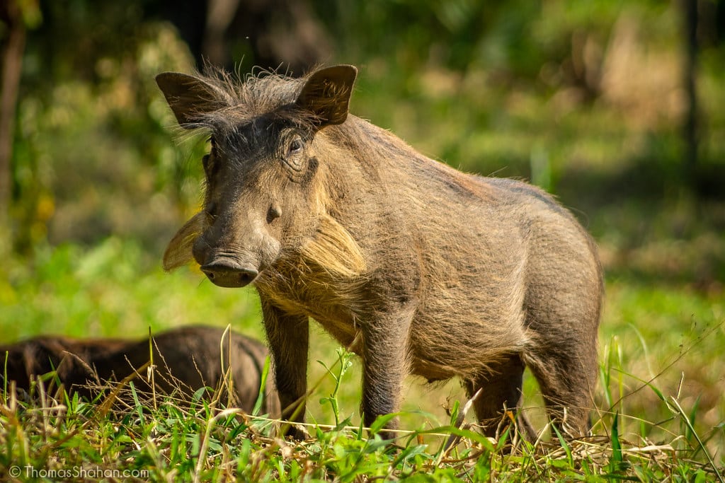Warthog