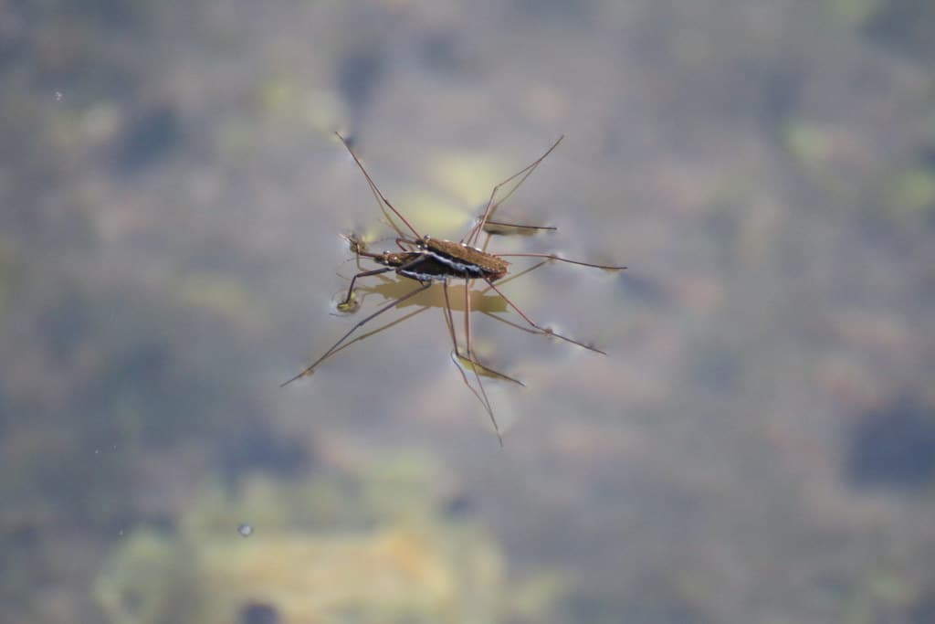 Water Strider