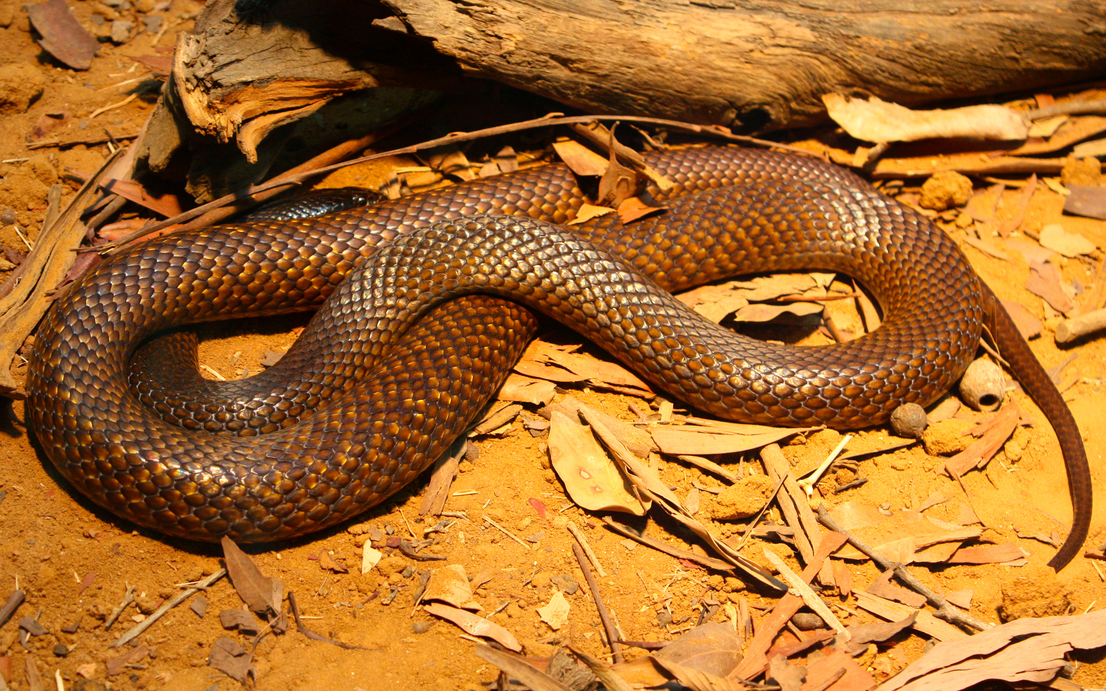 Western Brown Snake