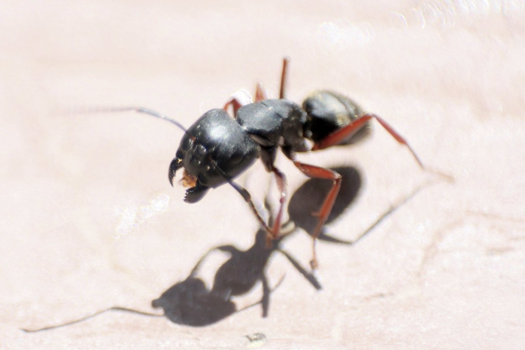 Western Carpenter Ant