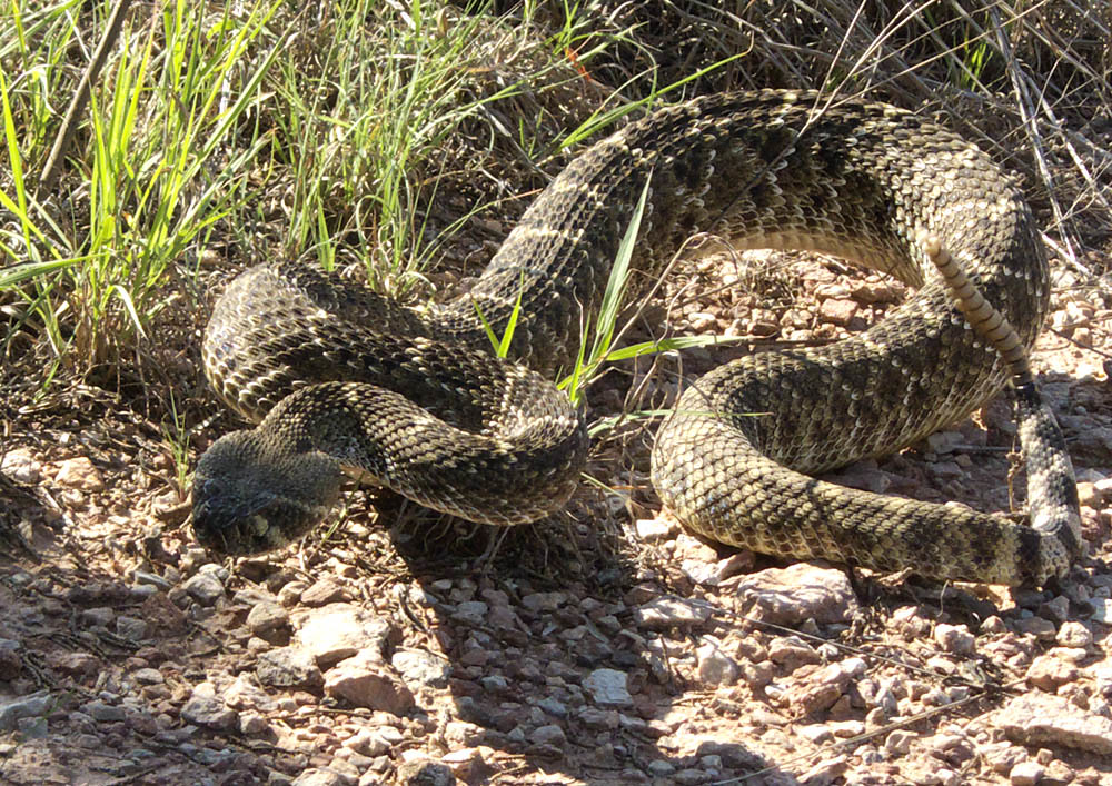 Western Diamondback Rattlesnake