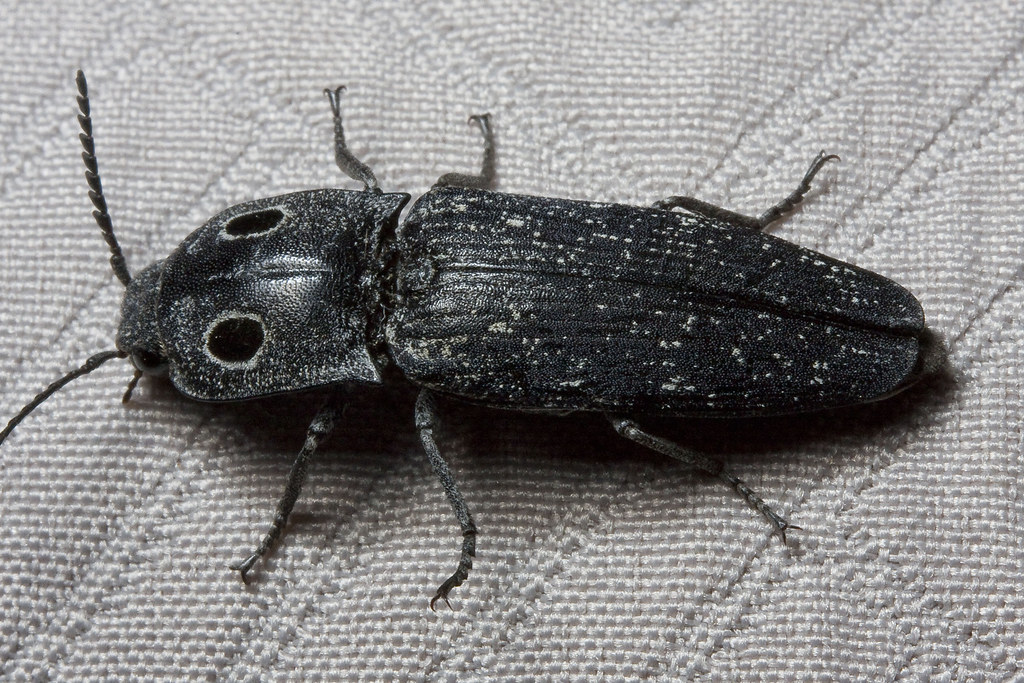 Western Eyed Click Beetle
