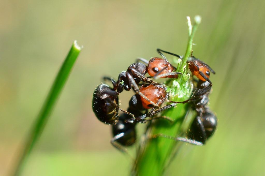 Western Thatching Ant
