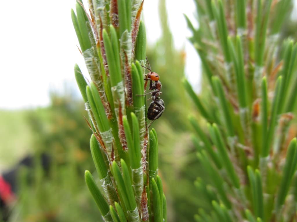 Western Thatching Ant - Types of Ants in Pennsylvania