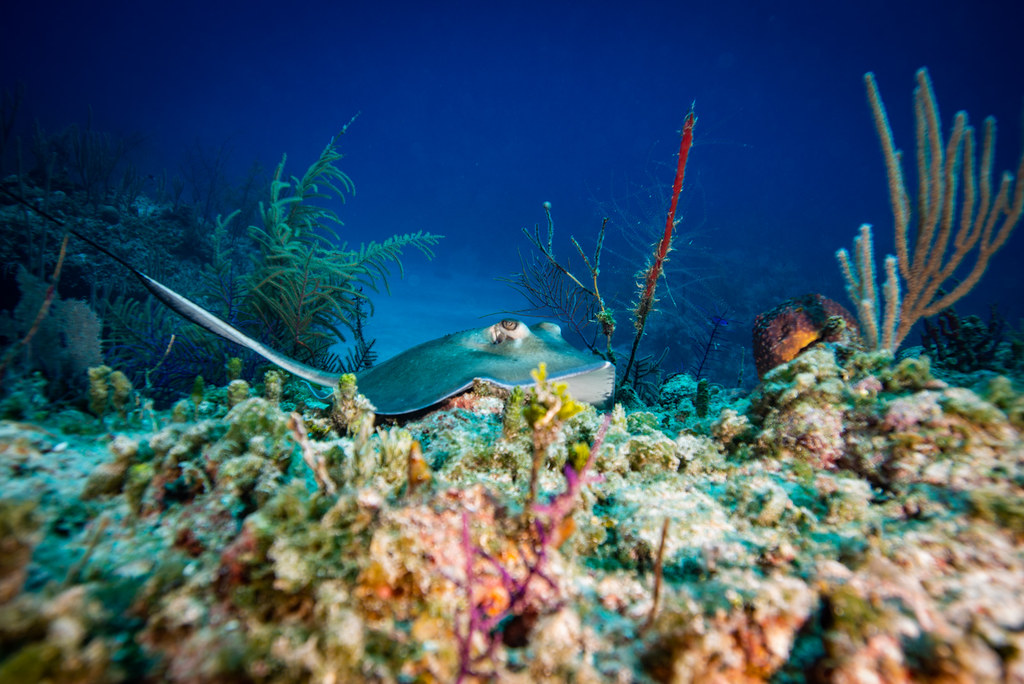 Whiptail Stingray