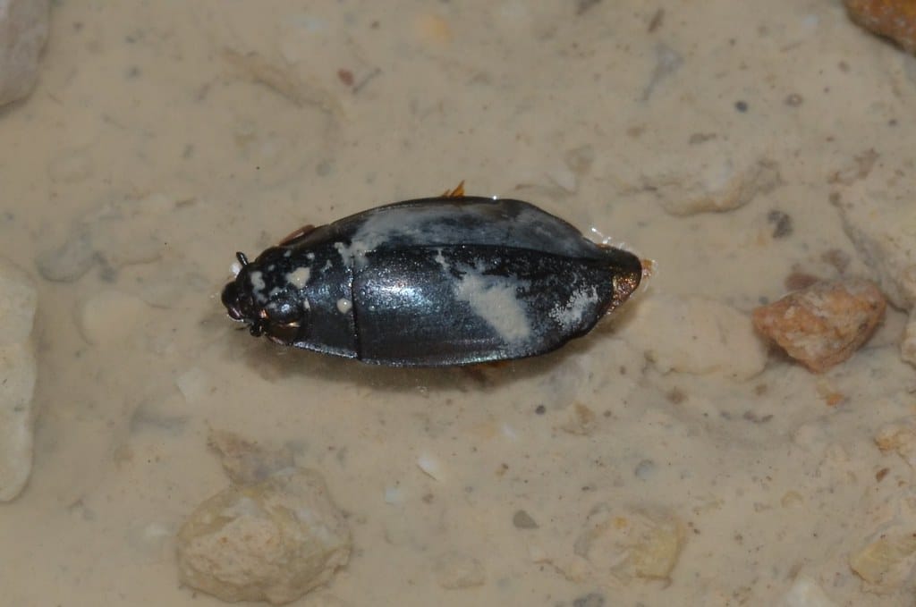Whirligig Beetles