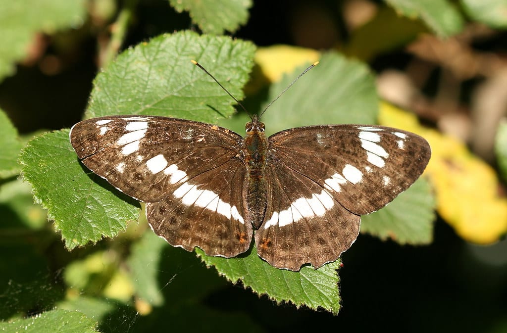 White Admiral