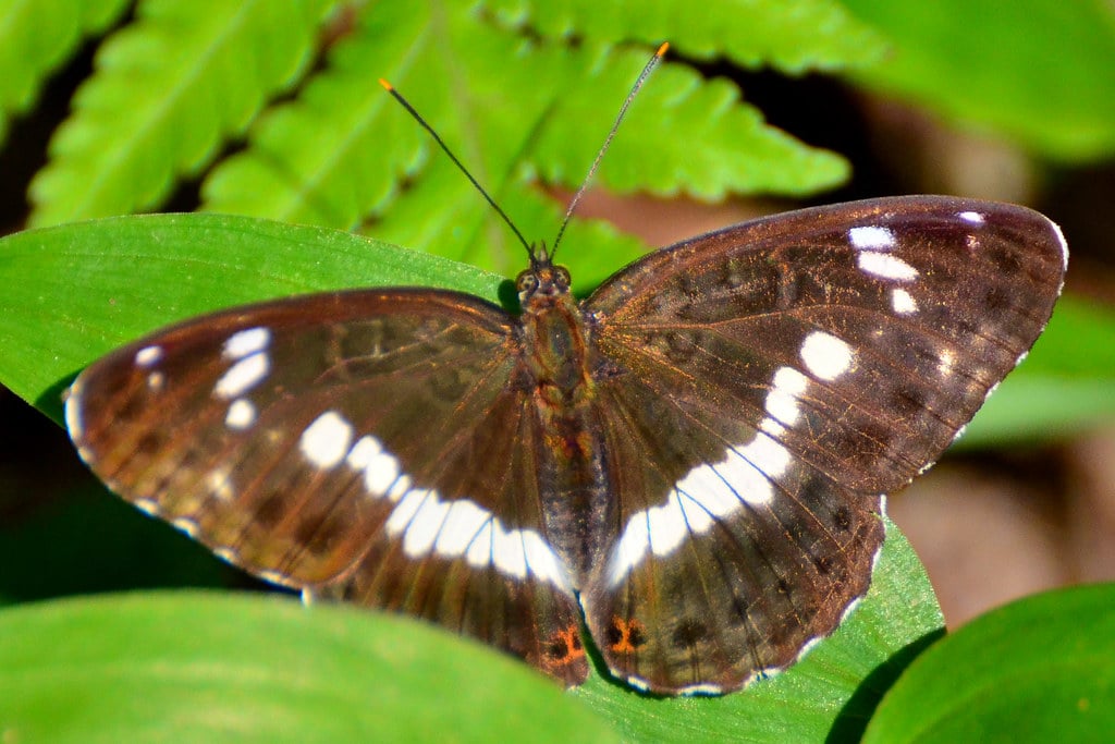 White Admiral
