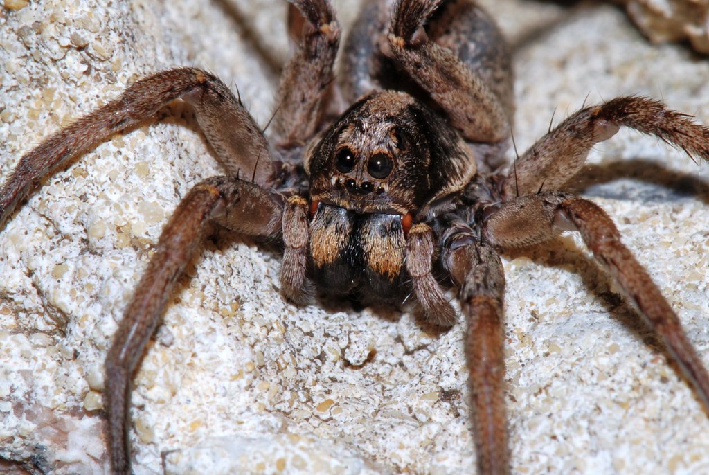 Wolf Spiders - Animals That Eat Ants
