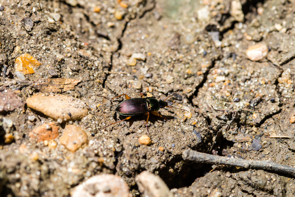 Woodland Ground Beetle