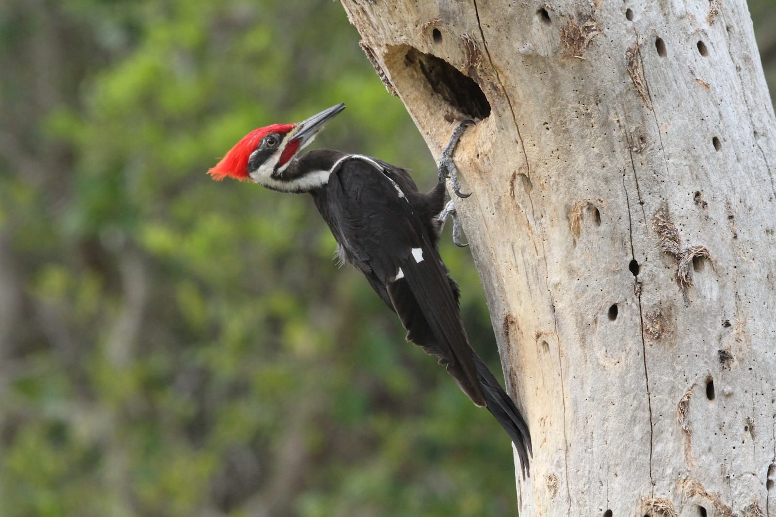 Woodpeckers in Iowa