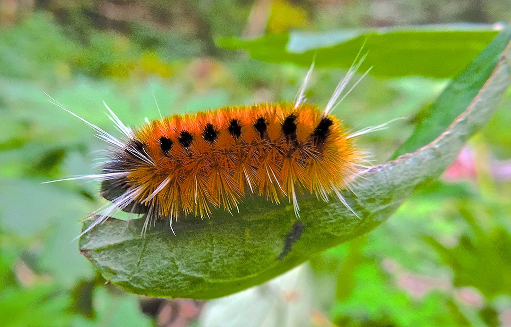 Woolly Bear Caterpillar