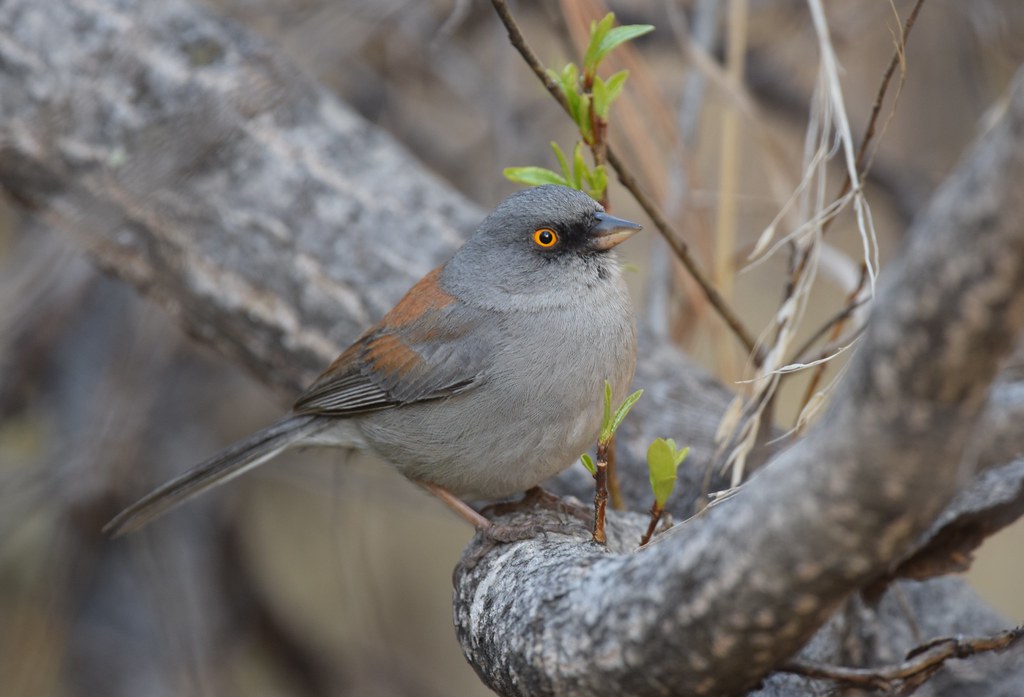 Yellow-eyed Junco