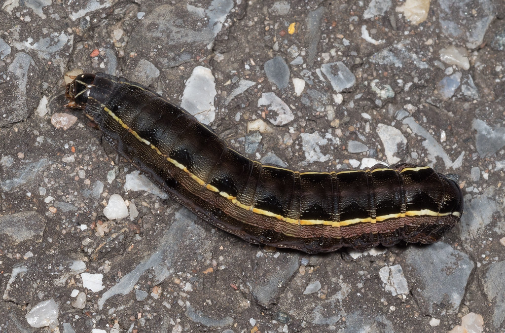 Yellow-Striped Armyworm Caterpillar