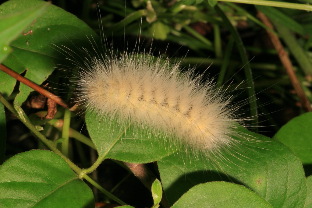 Yellow Woolly Bear Caterpillar