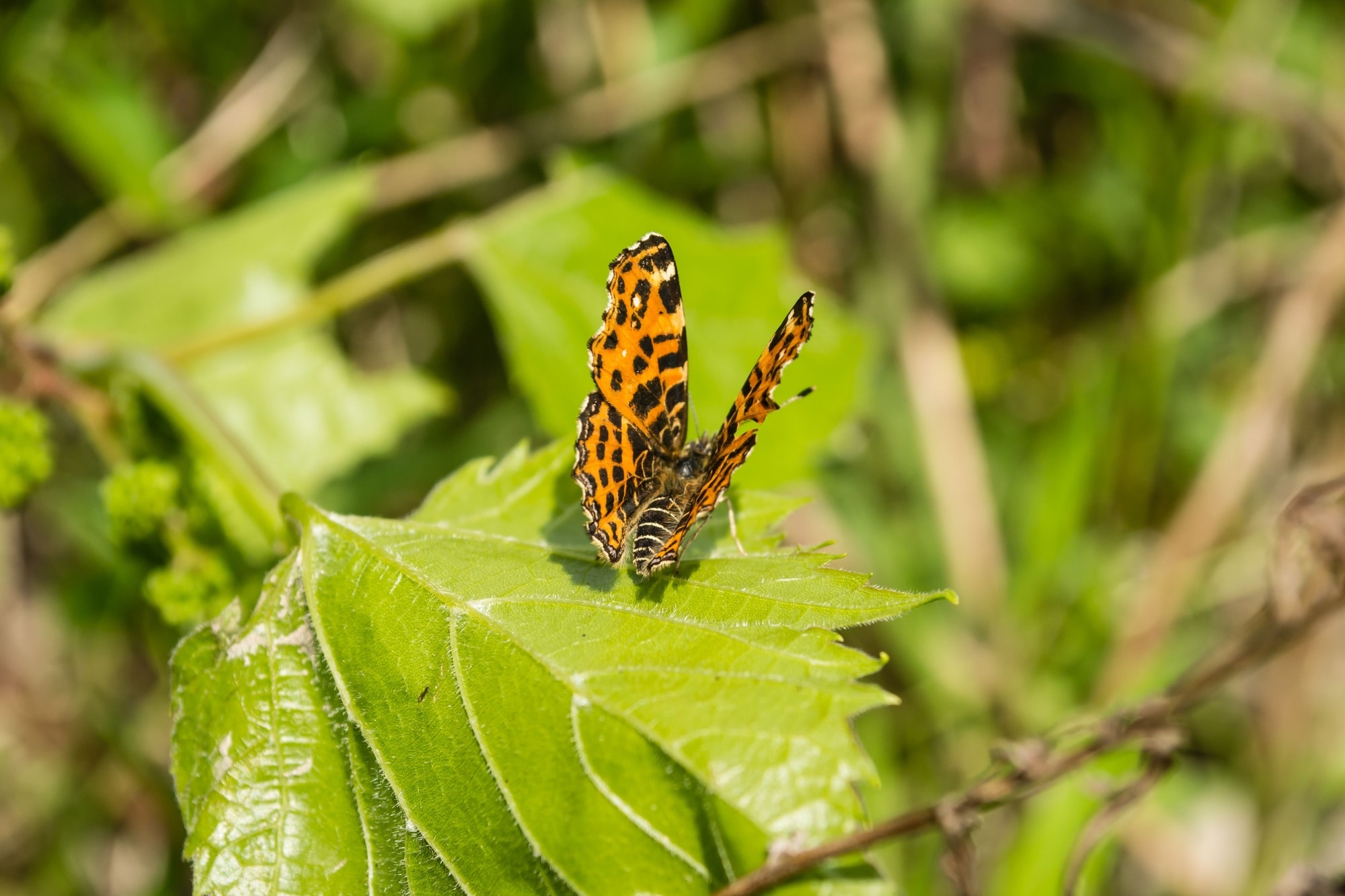 Animals That Eat Insects