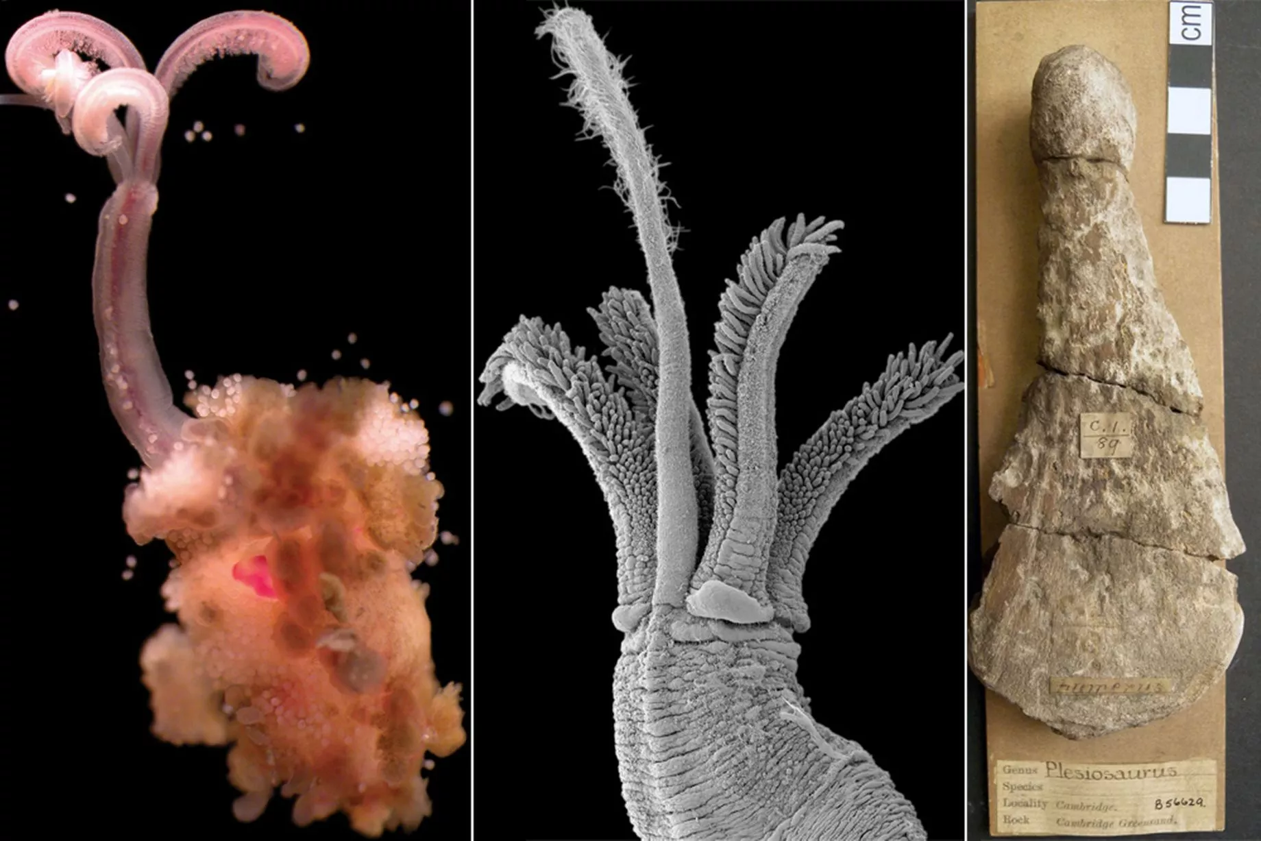 Bone-eating Snot-flower Worm
