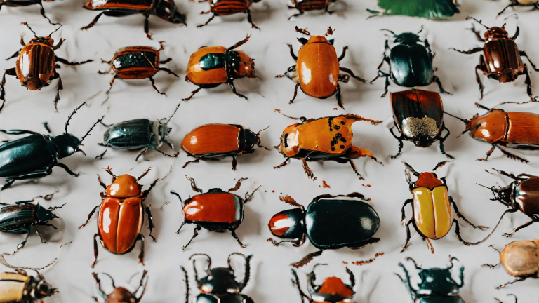 39 Different Types of Beetles in Canada