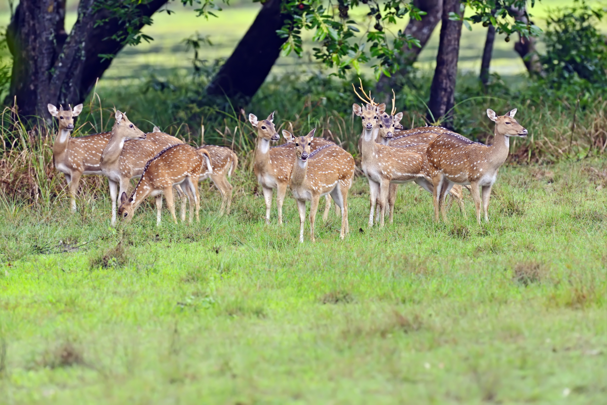 Different Types of Deer in Africa
