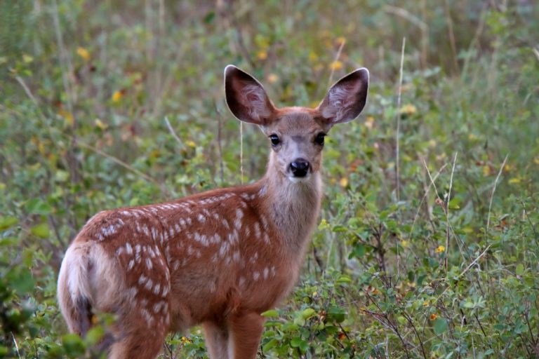 11 Different Types of Deer in North America