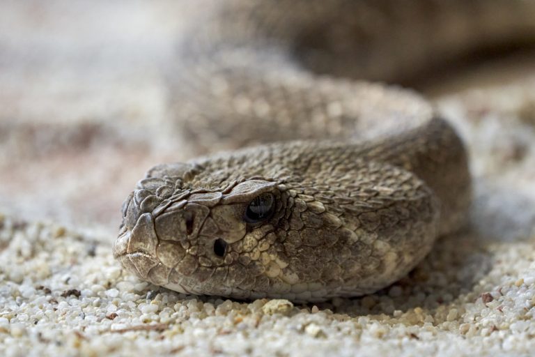 8 Different Types of Rattlesnakes in Kansas