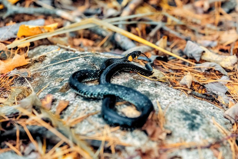 11 Different Types of Snakes in Maine