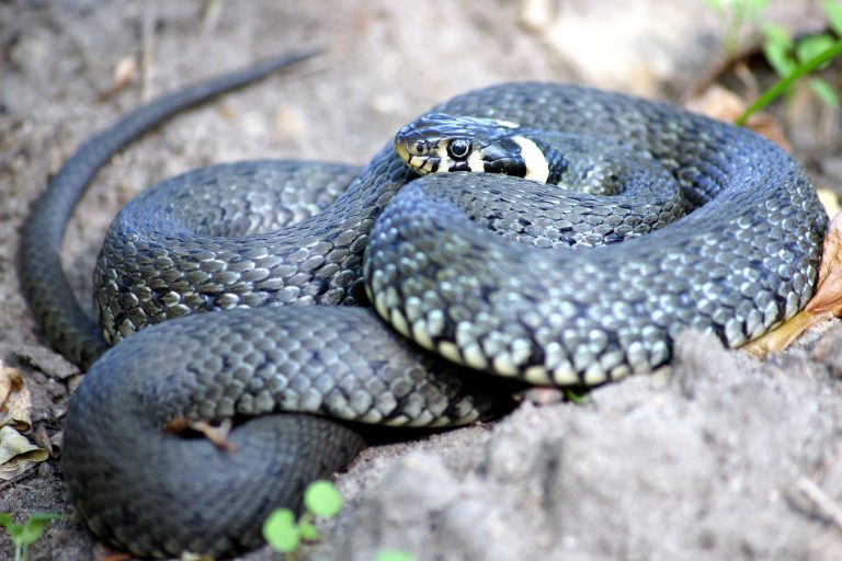 22 Different Types of Snakes in Oklahoma