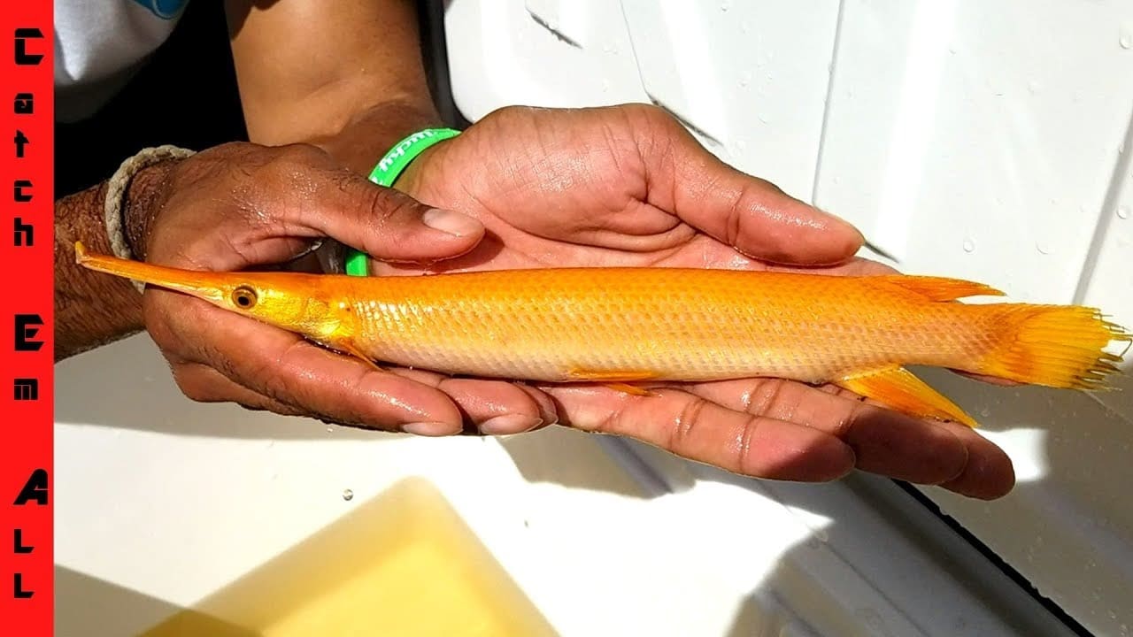 Golden Alligator Gar