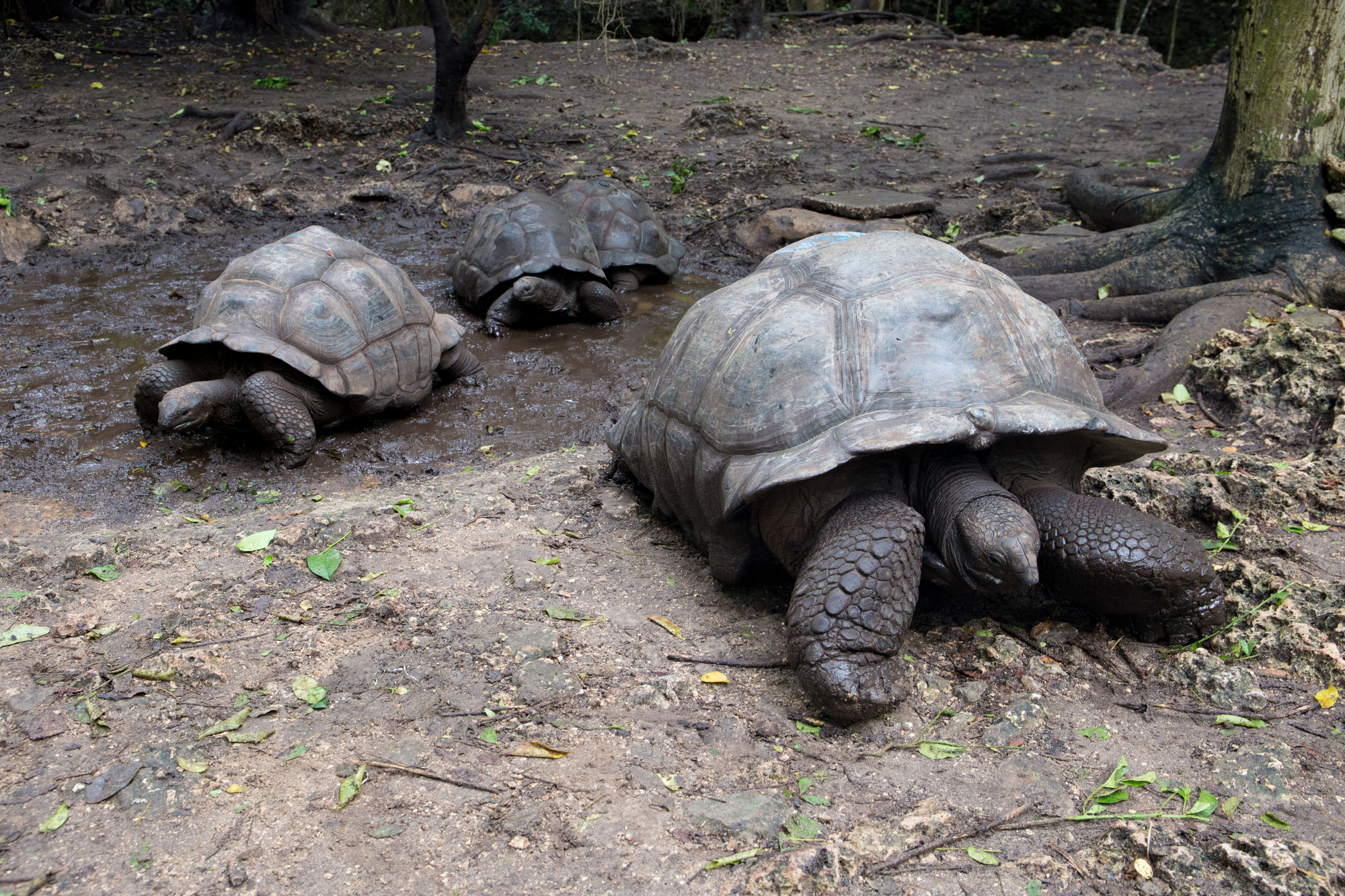 Largest Reptiles in the World