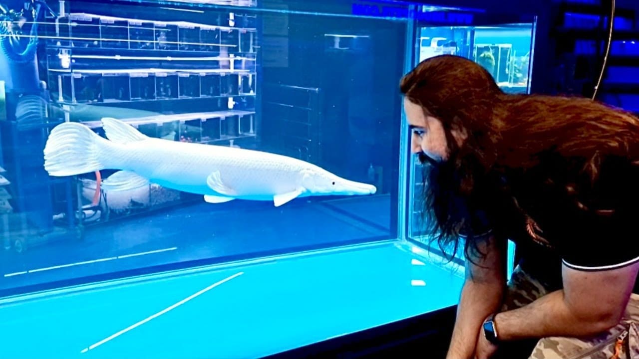 Platinum Alligator Gar