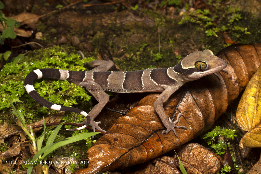 Southern Titiwangsa Bent-toed Gecko